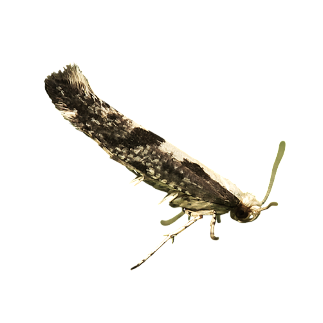 Imagem de adulto da espécie Argyresthia conjugella